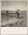 Irrigating a field. Dona Ana County, New Mexico
