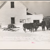 Oxen and sled used for hauling fire wood. [New Hampshire]