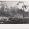 Brushfire in pine forest, southeastern Georgia