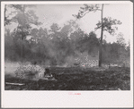 Brushfire in pine forest, southeastern Georgia