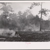 Brushfire in pine forest, southeastern Georgia