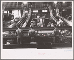 Packing fruit in the packinghouse at Fort Pierce, Florida