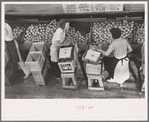 Girls packing fruit in the Fort Pierce packinghouse. Many of the employees are migratory laborers