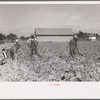 Cutting celery, Sanford, Florida