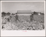 Cutting celery, Sanford, Florida