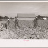 Cutting celery, Sanford, Florida