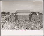 Cutting celery, Sanford, Florida