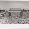 Cutting celery, Sanford, Florida