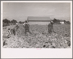 Cutting celery, Sanford, Florida