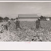 Cutting celery, Sanford, Florida