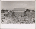 Cutting celery, Sanford, Florida