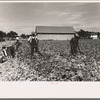 Cutting celery, Sanford, Florida