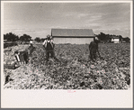 Cutting celery, Sanford, Florida