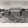 Cutting celery, Sanford, Florida