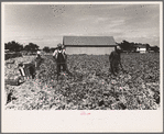 Cutting celery, Sanford, Florida