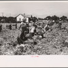 Packing cut celery in the fields, Sanford, Florida