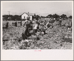 Packing cut celery in the fields, Sanford, Florida