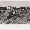 Packing cut celery in the fields, Sanford, Florida