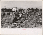 Packing cut celery in the fields, Sanford, Florida