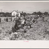 Packing cut celery in the fields, Sanford, Florida