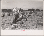 Packing cut celery in the fields, Sanford, Florida