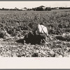 Packing cut celery in the fields, Sanford, Florida