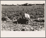 Packing cut celery in the fields, Sanford, Florida