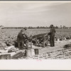 Rolling bleaching paper used to keep celery stalks white, Sanford, Florida