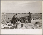 Rolling bleaching paper used to keep celery stalks white, Sanford, Florida