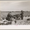 Rolling bleaching paper used to keep celery stalks white, Sanford, Florida