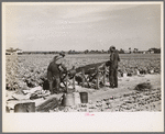 Rolling bleaching paper used to keep celery stalks white, Sanford, Florida