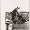 Rolling bleaching paper used to keep celery stalks white, Sanford, Florida