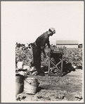 Rolling bleaching paper used to keep celery stalks white, Sanford, Florida