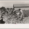 Harvesting celery, Sanford, Florida