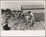 Harvesting celery, Sanford, Florida