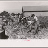 Harvesting celery, Sanford, Florida