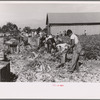 Harvesting celery, Sanford, Florida