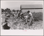 Harvesting celery, Sanford, Florida