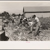 Harvesting celery, Sanford, Florida