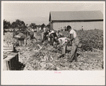 Harvesting celery, Sanford, Florida