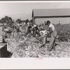 Harvesting celery, Sanford, Florida