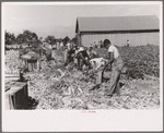 Harvesting celery, Sanford, Florida