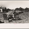 Rushing boxes to the harvesters in the celery field, Sanford, Florida