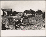 Rushing boxes to the harvesters in the celery field, Sanford, Florida