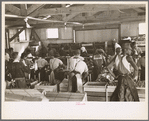 Packing celery at Sanford, Florida. Many of these workers are migrants