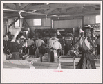 Packing celery at Sanford, Florida. Many of these workers are migrants