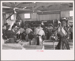 Packing celery at Sanford, Florida. Many of these workers are migrants