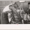 Packing celery at Sanford, Florida. Many of these workers are migrants