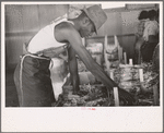 Packing celery at Sanford, Florida. Many of these workers are migrants