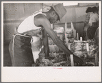 Packing celery at Sanford, Florida. Many of these workers are migrants